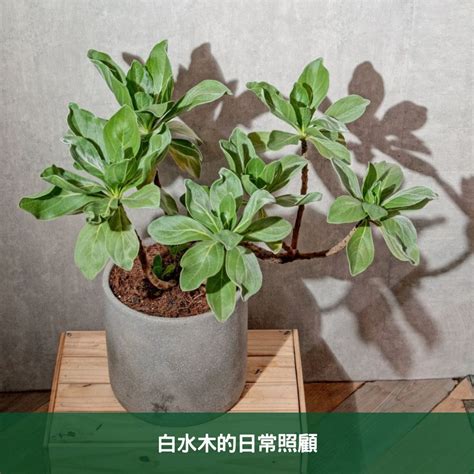 白水木如何照顧|白水木養護指南：輕鬆種植白水木的技巧 